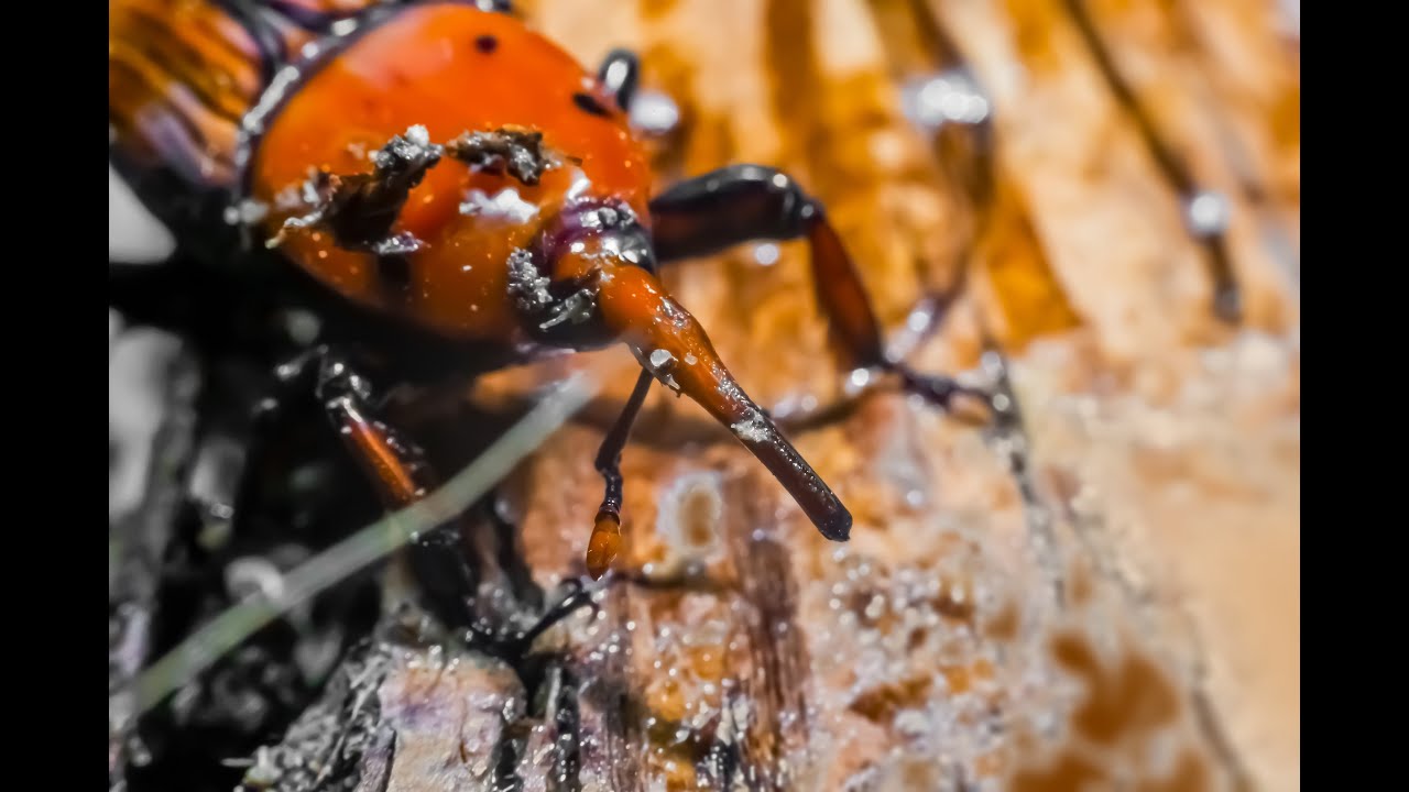 Farmer Field School for Red Palm Weevil