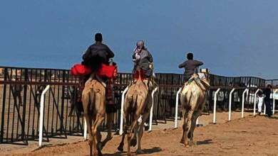 سباق دولي للهجن غرب العريش