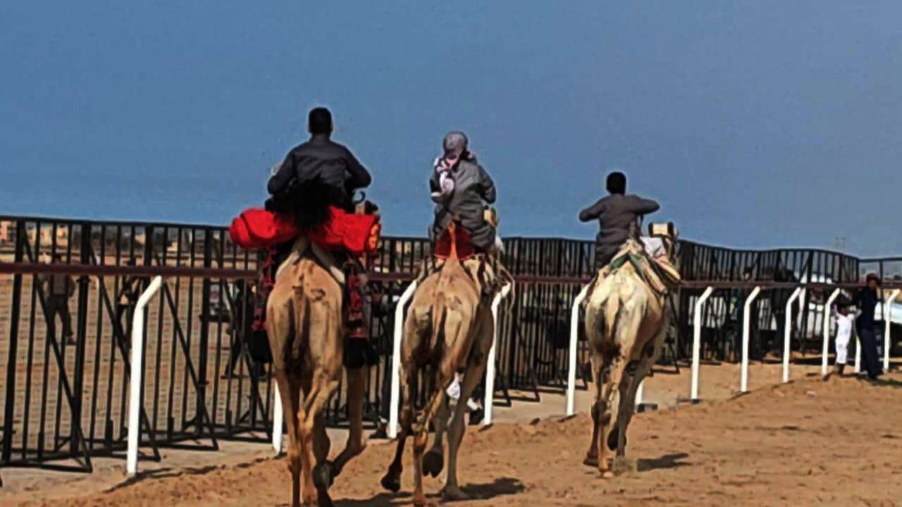 سباق دولي للهجن غرب العريش