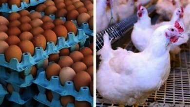  الفراخ البيضاء والبيض