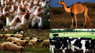 الثروة الحيوانية