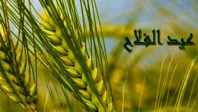 دور الفلاحين المصريين عبر التاريخ في بناء الوطن ودعم الاقتصاد الوطني