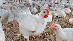 الأمم المتحدة