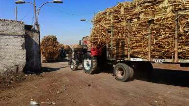 بدء توريد محصول قصب السكر لمصانع أسوان