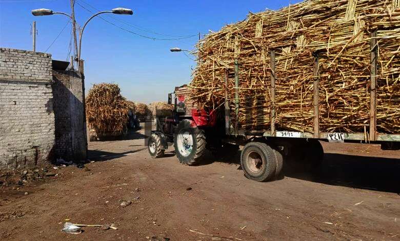 بدء توريد محصول قصب السكر لمصانع أسوان