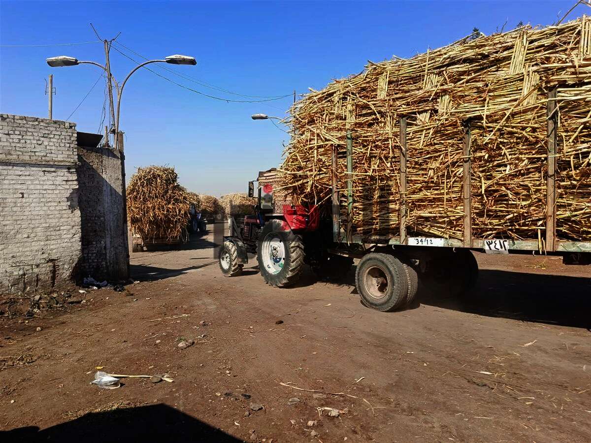 بدء توريد محصول قصب السكر لمصانع أسوان