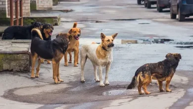 حجز 3 أطفال بتهمة ضرب وتصوير كلب