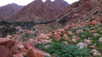 IMG ٢٠٢٦٠٢٠٦ ٠٠٠٧٠٦