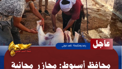 نسخة من نسخة من نسخة من نسخة من نسخة من نسخة من 1000 canvi.psd 20260527 170016 ٠٠٠٠